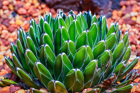 빅토리아 여왕의 거대한 아가베
