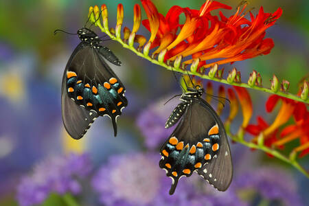 Machaon på en blomma