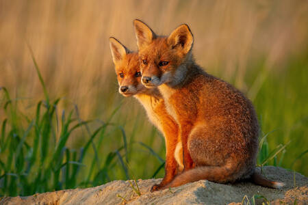 Red fox cubs