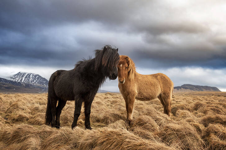 Chevaux islandais dans un champ d'herbe