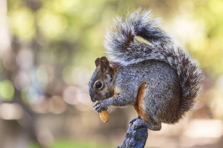 Ardilla gris en una rama