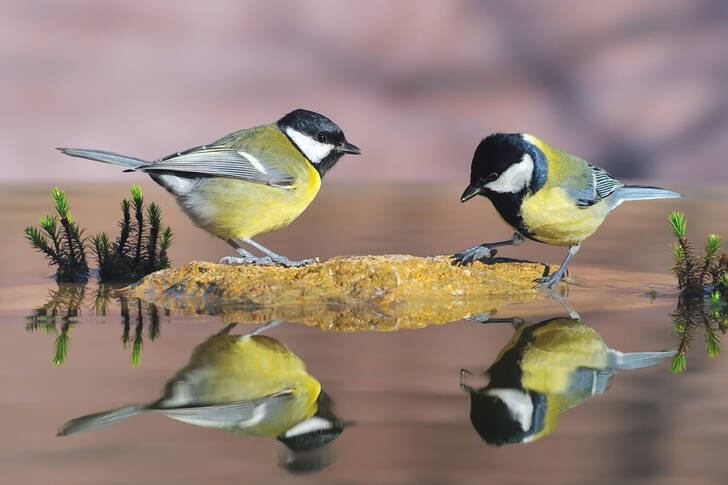 Great tits