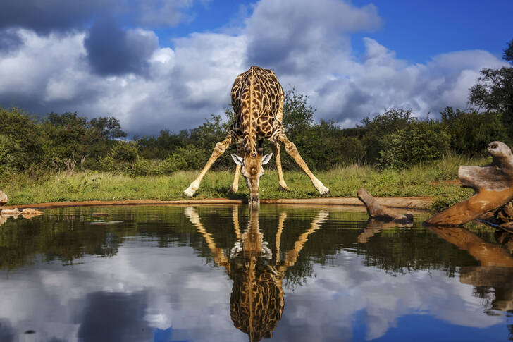 Giraffen drikker vand
