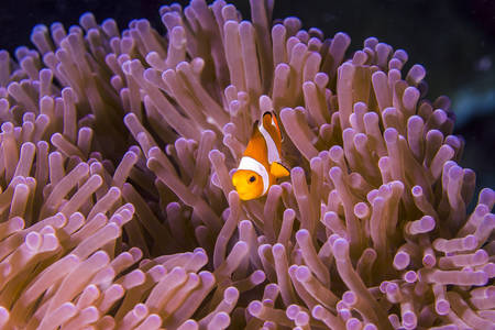 Nemo