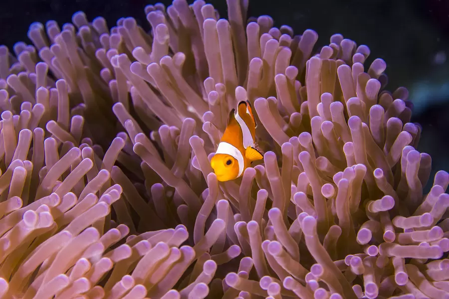 Nemo