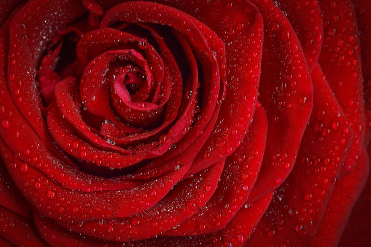 Red rose covered with dew