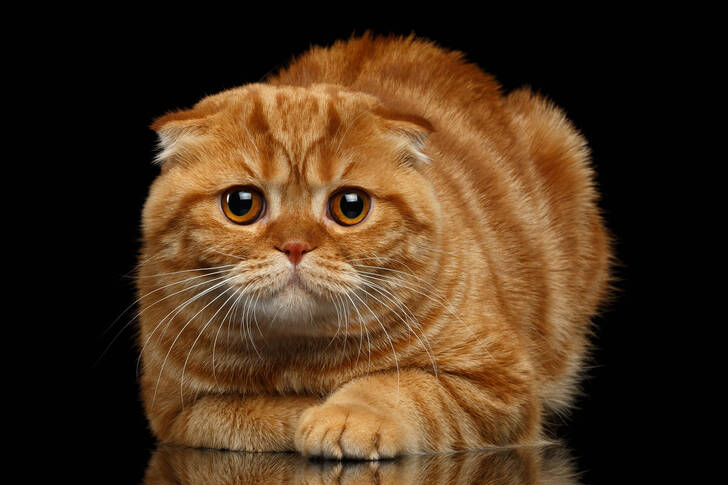 Scottish Fold cat against a black background