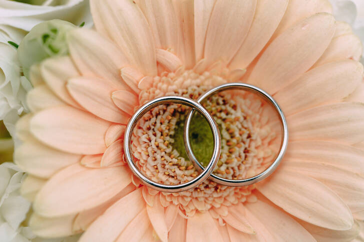 Two wedding rings on a gerbera flower