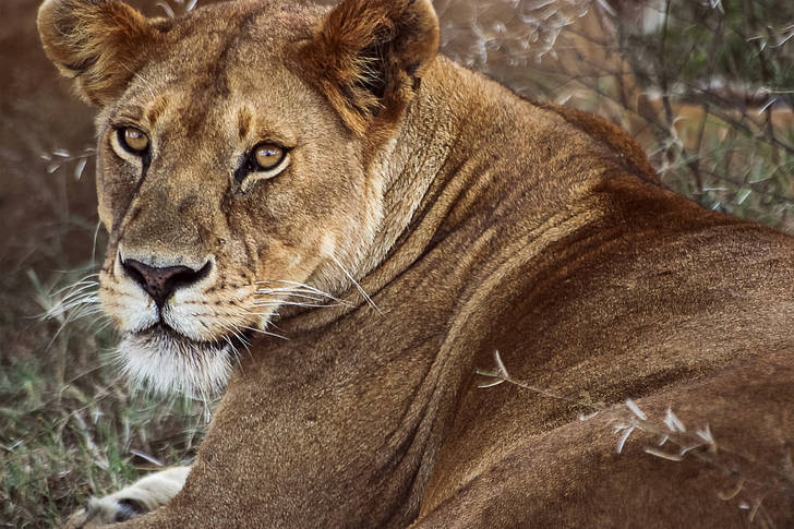 Wild female lion