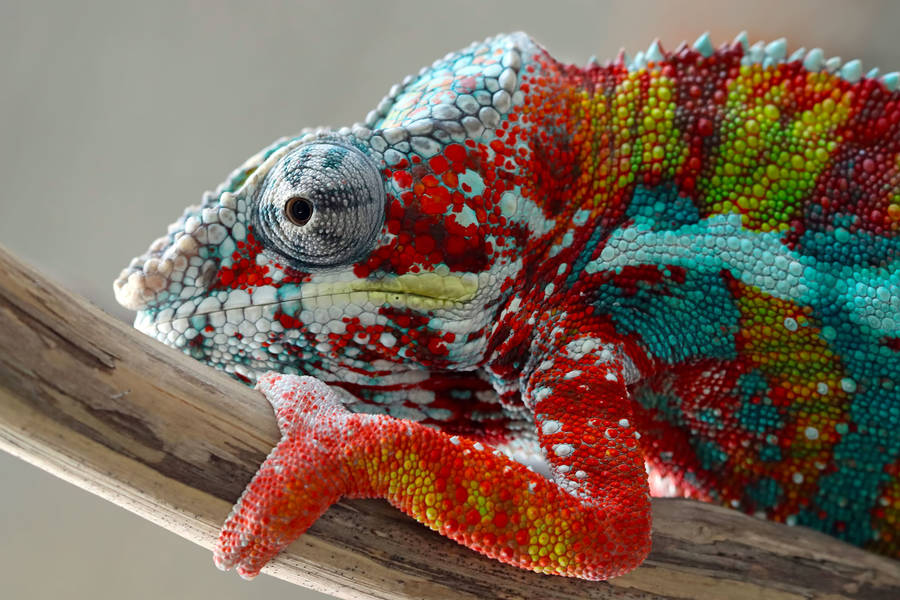 Chameleon Jigsaw Puzzle (Animals, Reptiles) | Puzzle Garage