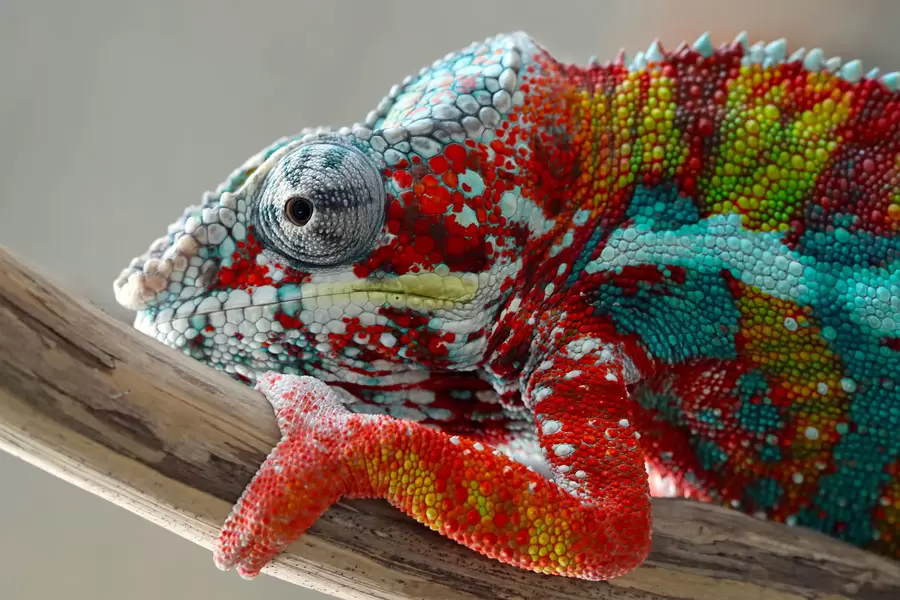 Furcifer pardalis