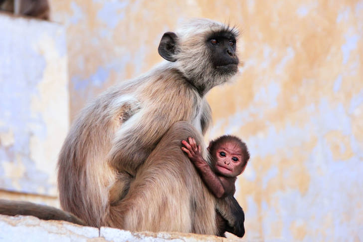 Gray langur with baby