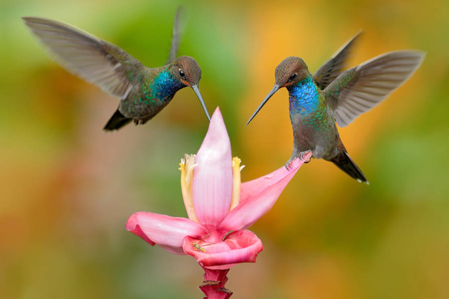 Colorful hummingbird Jigsaw Puzzle (Animals, Birds) | Puzzle Garage