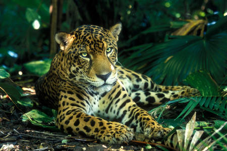 Jaguar na floresta tropical