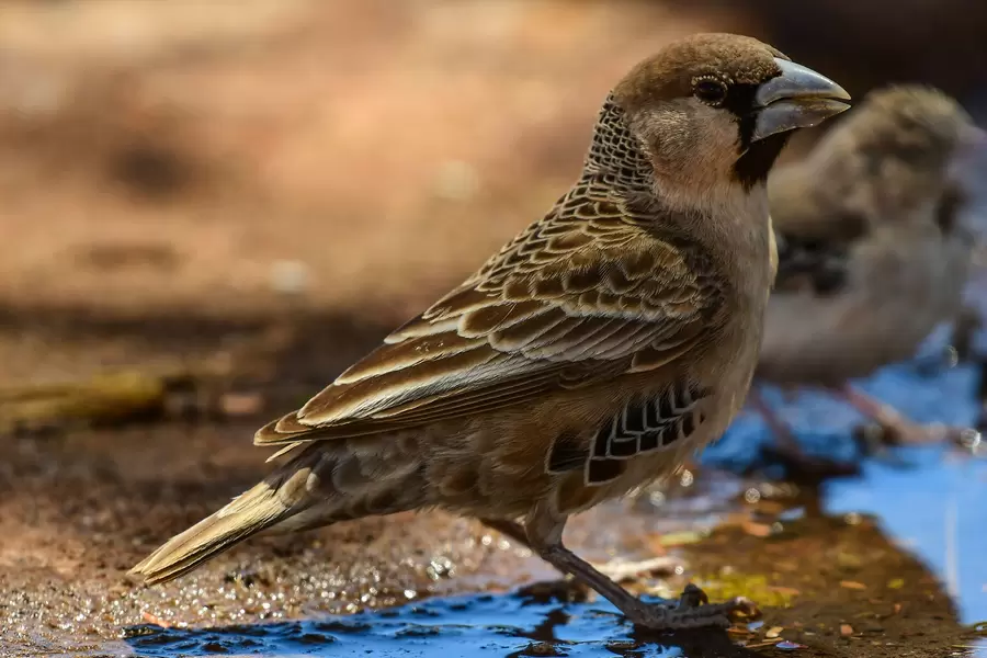 Passer domesticus