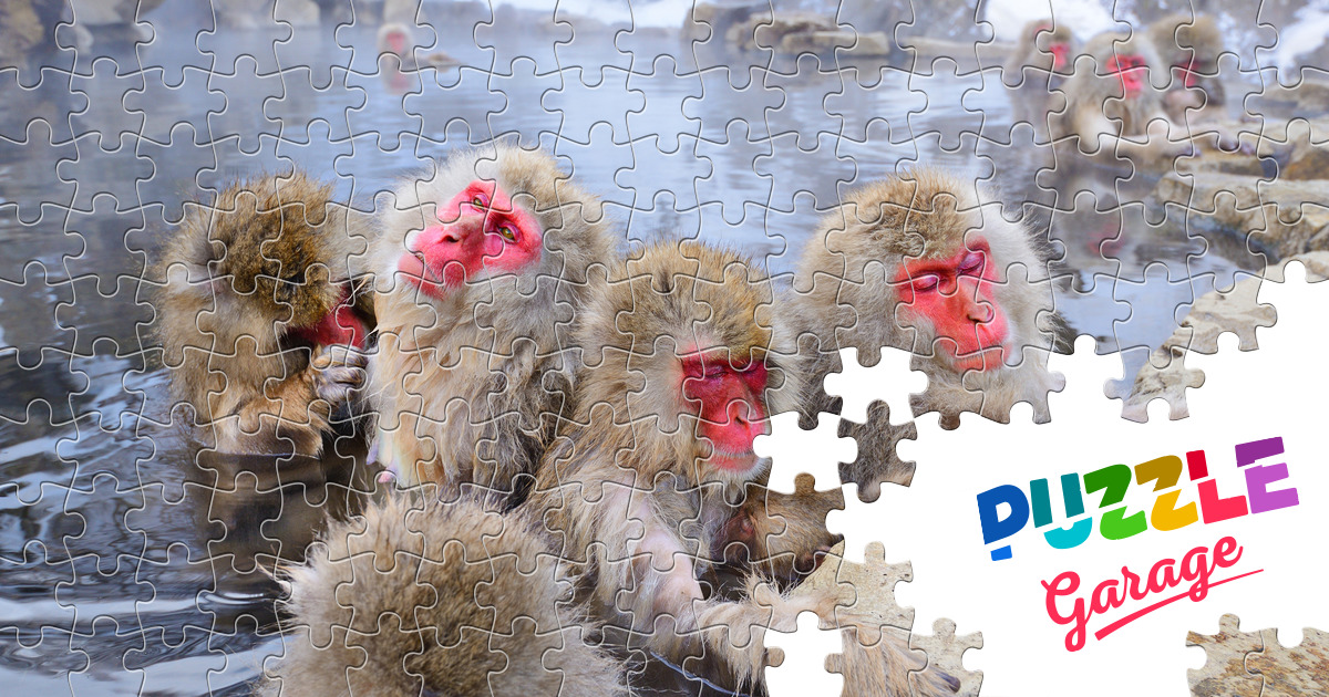 Japanese Macaque Jigsaw Puzzle (Animals, Primates) | Puzzle Garage