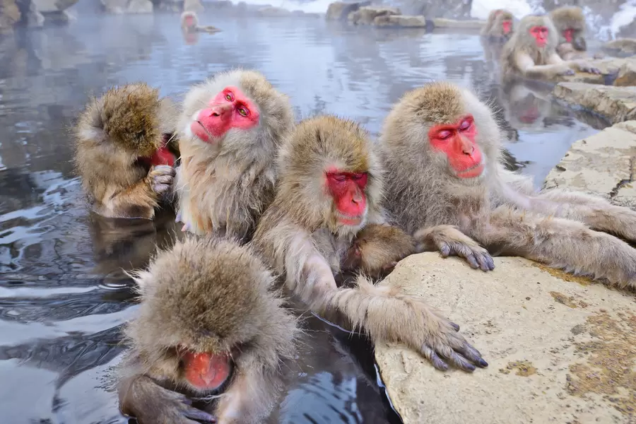Macaque japonais