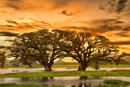 Krásny západ slnka na Srí Lanke