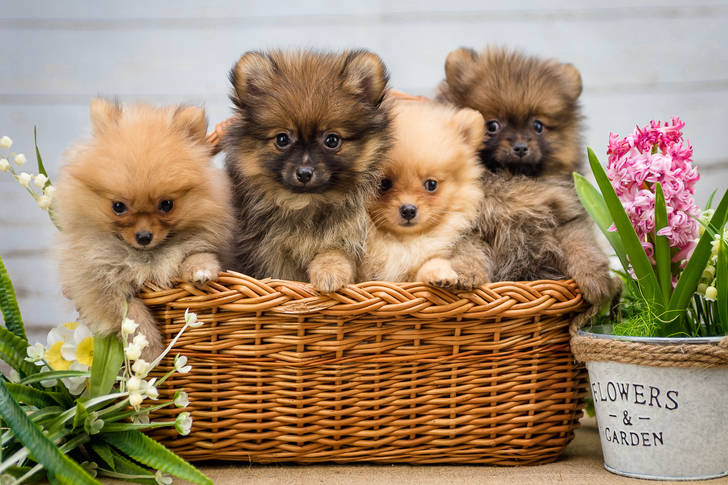 Pomeranian puppies in a basket