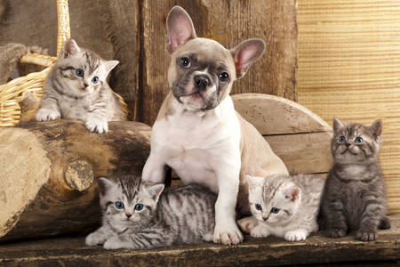 French Bulldog puppy and kittens