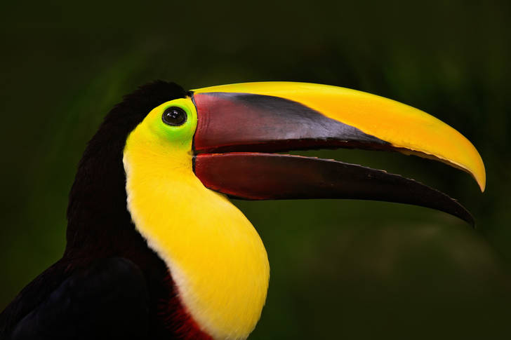 Big toucan