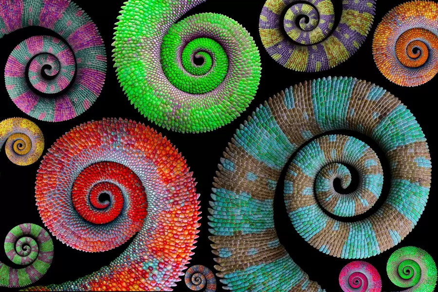 Queues de caméléon multicolores