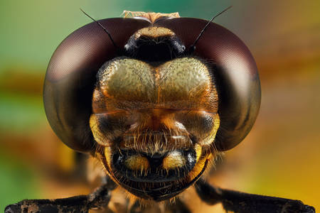 Close-up portrait of a dragonfly