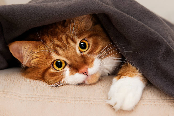 Macska a takaró alatt