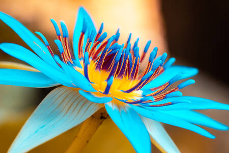 Plavi lotos u krupan kadaru