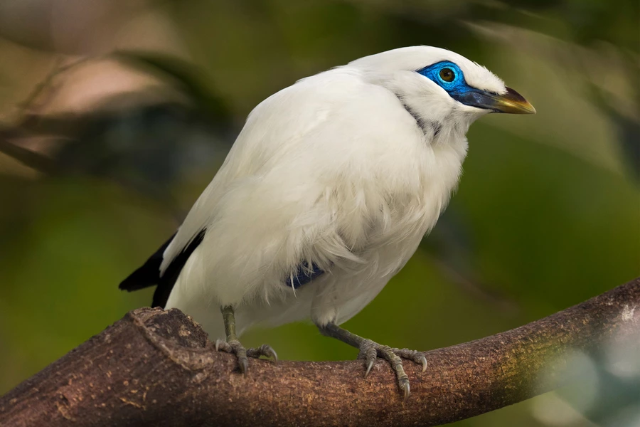 Balinese spreeuw op een boom